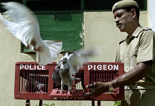 Winged messengers: how first-class pigeons help police keep Indians safe