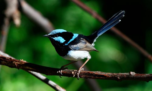 superb-fairywrens-more-likely-to-help-family-members-in-distress-than