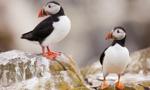 ‘They will often give you a wee nip’: rangers count puffins on Farne Islands