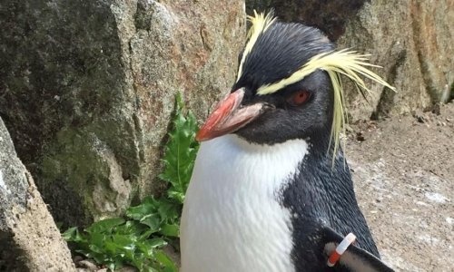 Mrs Wolowitz, oldest penguin at Edinburgh zoo, killed by fox