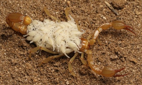 ‘These kids can find anything’: California teens identify two new scorpion species