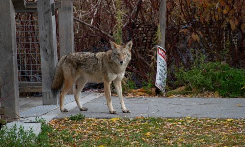 ‘Dawn of a new creature’: after a vicious attack, a city ponders living with coyotes