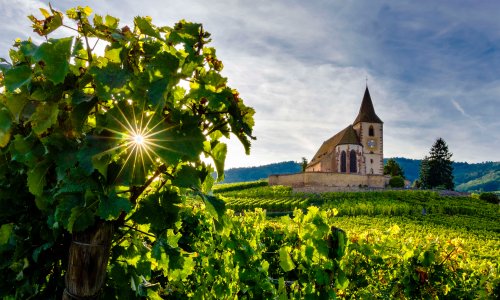 For sheer quality and variety the wines of Alsace can’t be beaten.