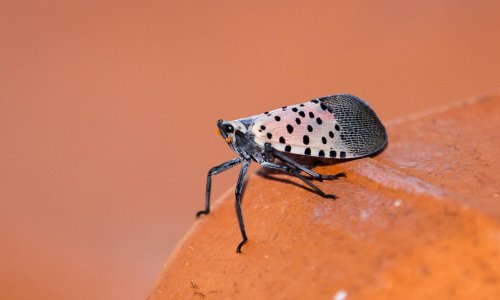 On the hunt with New York’s spotted lanternfly squishers: ‘I came to kill’