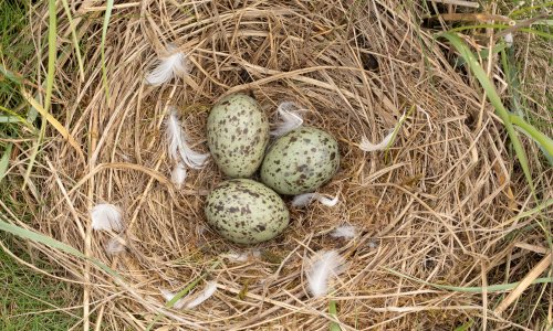 Collecting ‘gourmet’ eggs from black-headed gulls should be banned, says RSPB