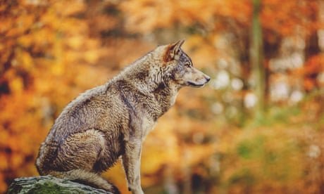 Landscape of fear: why we need the wolf