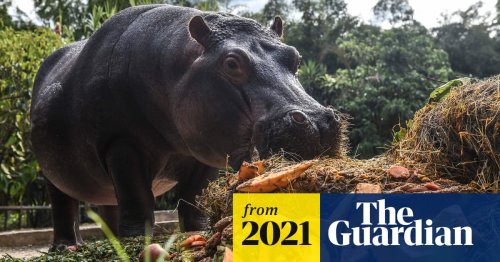 ‘I was terrified’: the vet sterilizing Pablo Escobar’s ‘cocaine hippos’