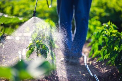 How can I reduce my pesticide exposure – and is washing fruit and vegetables enough?