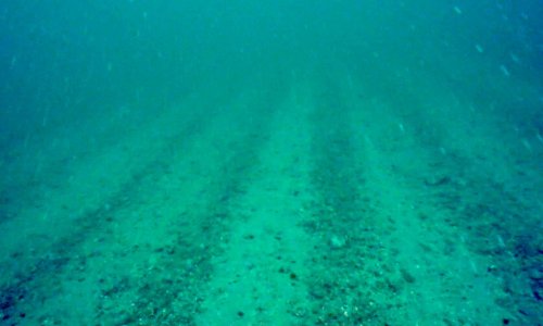 Video reveals devastation from scallop dredging on ‘protected’ Scottish seabed