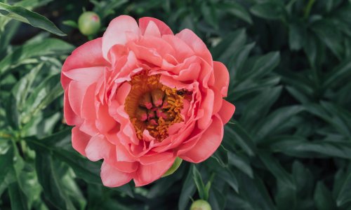 To peony or not to peony: are these blowsy beauties worth the space?