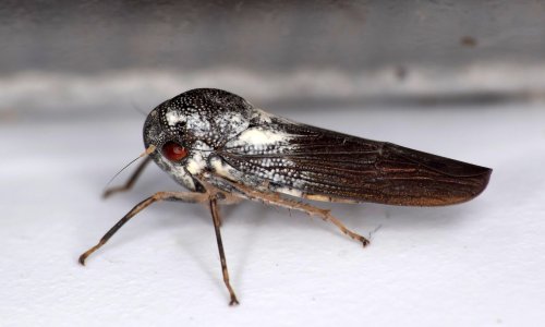 British scientist finds new species of rare leafhopper in Uganda