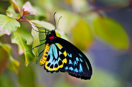 Ragged leaves, untidy corners and no pesticides: how to plant a butterfly garden