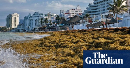 Clumps of 5,000-mile seaweed blob bring flesh-eating bacteria to Florida
