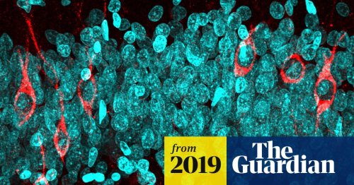 Humans can make new brain cells into their 90s, scientists discover