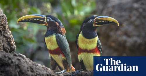 The week in wildlife – in pictures