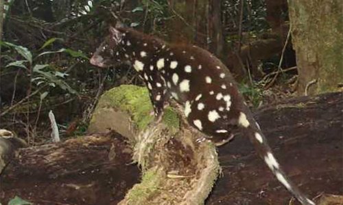 Tropical Queensland’s spotted-tail quoll facing extinction
