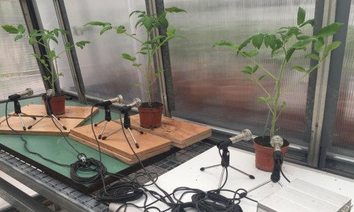 Scientists detect ultrasonic popping sounds from plants when they are deprived of water – audio