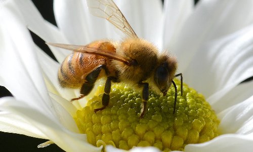 Bee sting twice as likely to land Australians in hospital than encounter with venomous wildlife