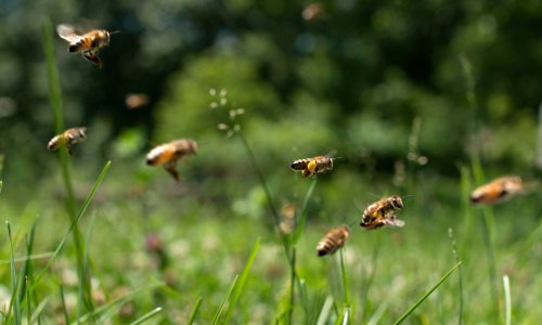 EPA sued over pesticide-coated seeds’ ‘devastating impacts’ on US wildlife