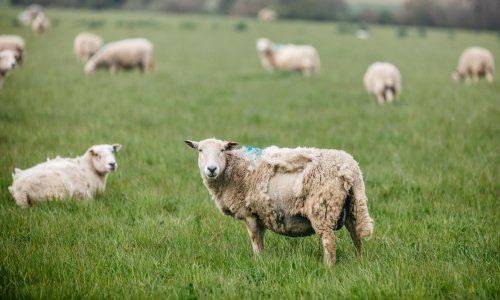 Shear desperation: low price of wool pushes farmers to opt for moulting sheep