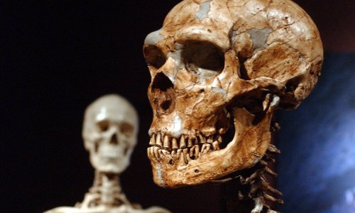 Study reveals striking differences in brains of modern humans and Neanderthals