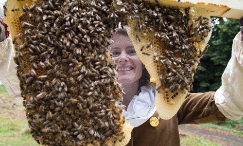 The Bees Needs How Beekeeping Changed The Way I Garden Flipboard