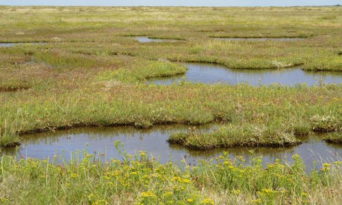 Plantwatch: salt marshes are the unsung heroes saving our coastlines
