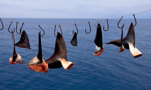 MSC orders inquiry into shark finning on tuna vessels in the Pacific