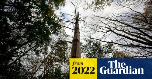 Prevent tree extinctions or face global ecological catastrophe, scientists warn