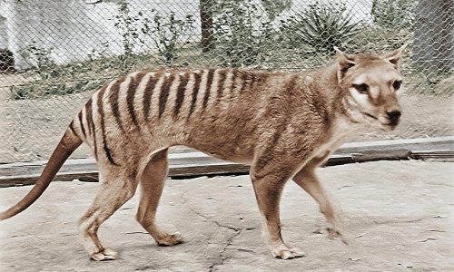 De-extinction: scientists are planning the multimillion-dollar resurrection of the Tasmanian tiger