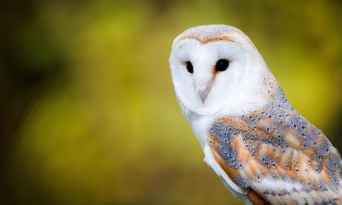 country-diary-barn-owls-make-the-best-listeners-flipboard