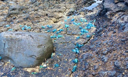 Plastitar: mix of tar and microplastics is new form of pollution, say scientists