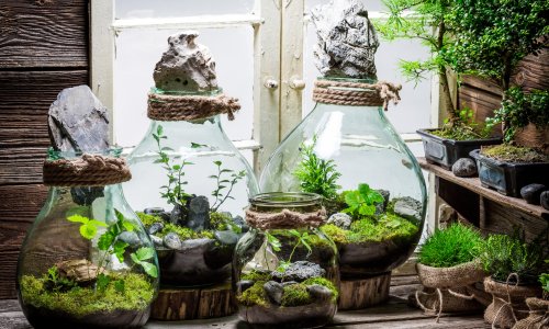 House plants: make your own miniature mossy world