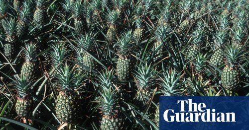 How 19th-century pineapple plantations turned Maui into a tinderbox