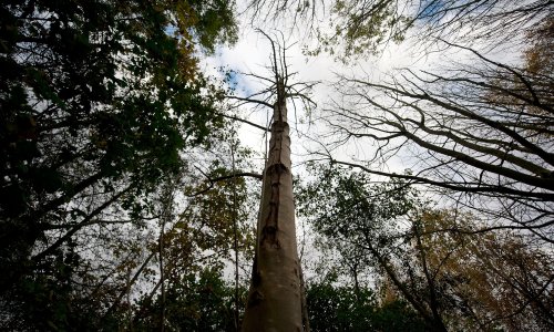 Prevent tree extinctions or face global ecological catastrophe, scientists warn