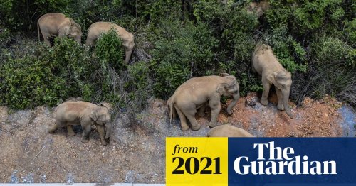 Authorities on alert as elephants’ 500km trek nears Chinese city