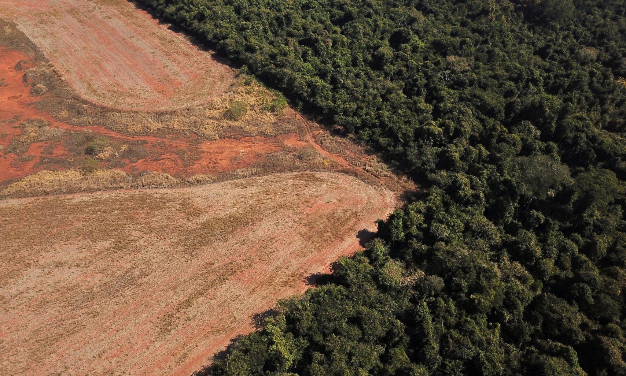 Biden, Bolsonaro and Xi among leaders agreeing to end deforestation