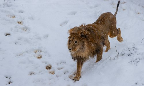 Kosovo zoo rescue lion and bears come out to play in winter snow