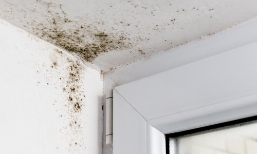 what-is-black-mould-and-what-health-problems-can-it-cause-flipboard