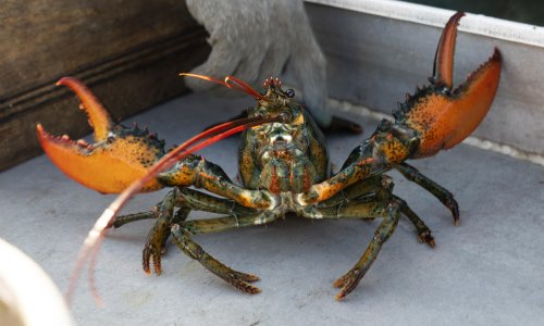 Whole Foods decision to pull Maine lobster divides activists and politicians