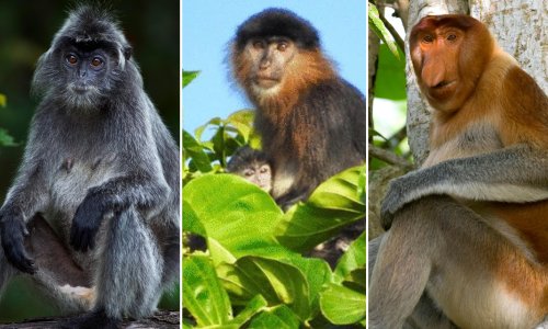 Malaysia’s ‘mystery hybrid monkey’ could be result of habitat loss
