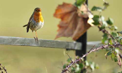 Bird and birdsong encounters improve mental health, study finds