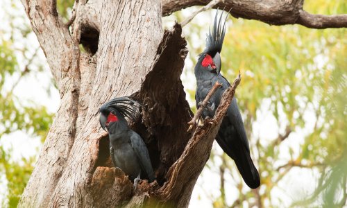 The palm cockatoo should be Brisbane Olympics mascot – imagine a stadium full of big crested hats and drumming on seats