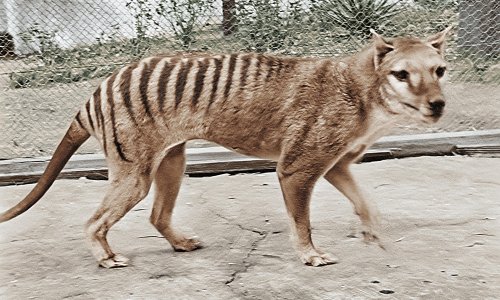 Tasmanian tiger may have survived into the 2000s, new analysis suggests