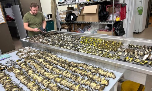 At least 1,000 birds died from colliding with one Chicago building in one day