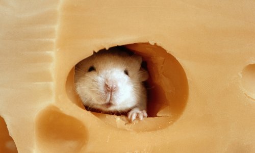 Rodent recall: false but happy memories implanted in sleeping mice