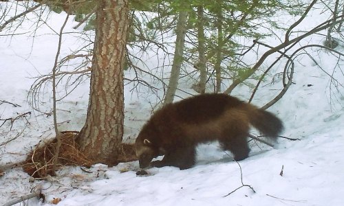 Wolverine spotted for the second time ever in California in the last 100 years