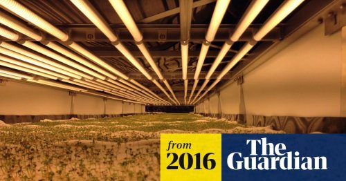 World's largest vertical farm grows without soil, sunlight or water in Newark