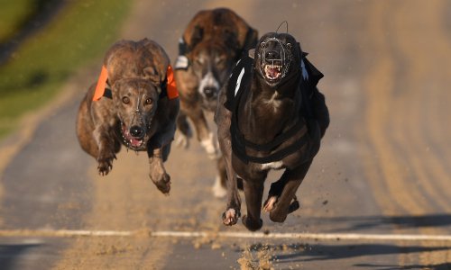 Charities call for end to greyhound racing after 1,000 deaths in a year