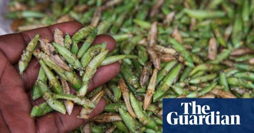 Where have all the grasshoppers gone?: Uganda’s insect traders struggle to find protein-rich bugs